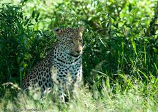 leopard (41 von 60).jpg
